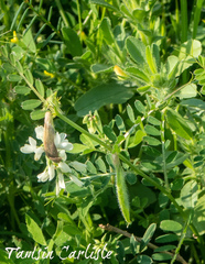 Vicia cuspidata