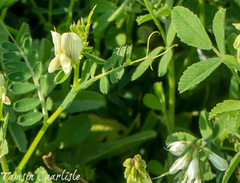 Vicia cuspidata