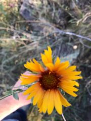 Gaillardia aristata