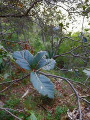 Quercus hypoxantha