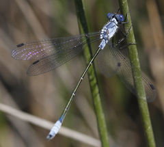 Lestes macrostigma