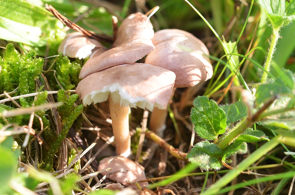 Calocybe persicolor