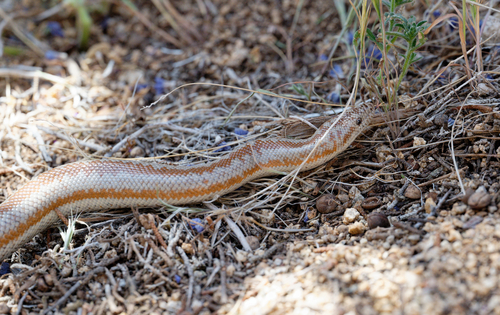 iNaturalist observation photo of Coastal Rosy Boa