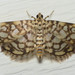 Bog Lygropia Moth - Photo (c) CatherineK, some rights reserved (CC BY-SA), uploaded by CatherineK