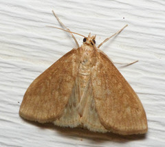 Framinghamia helvalis