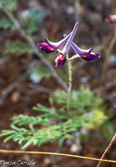 Delphinium peregrinum