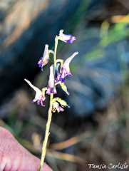 Delphinium peregrinum