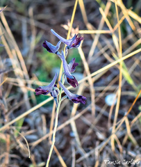 Delphinium peregrinum