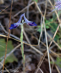 Delphinium peregrinum
