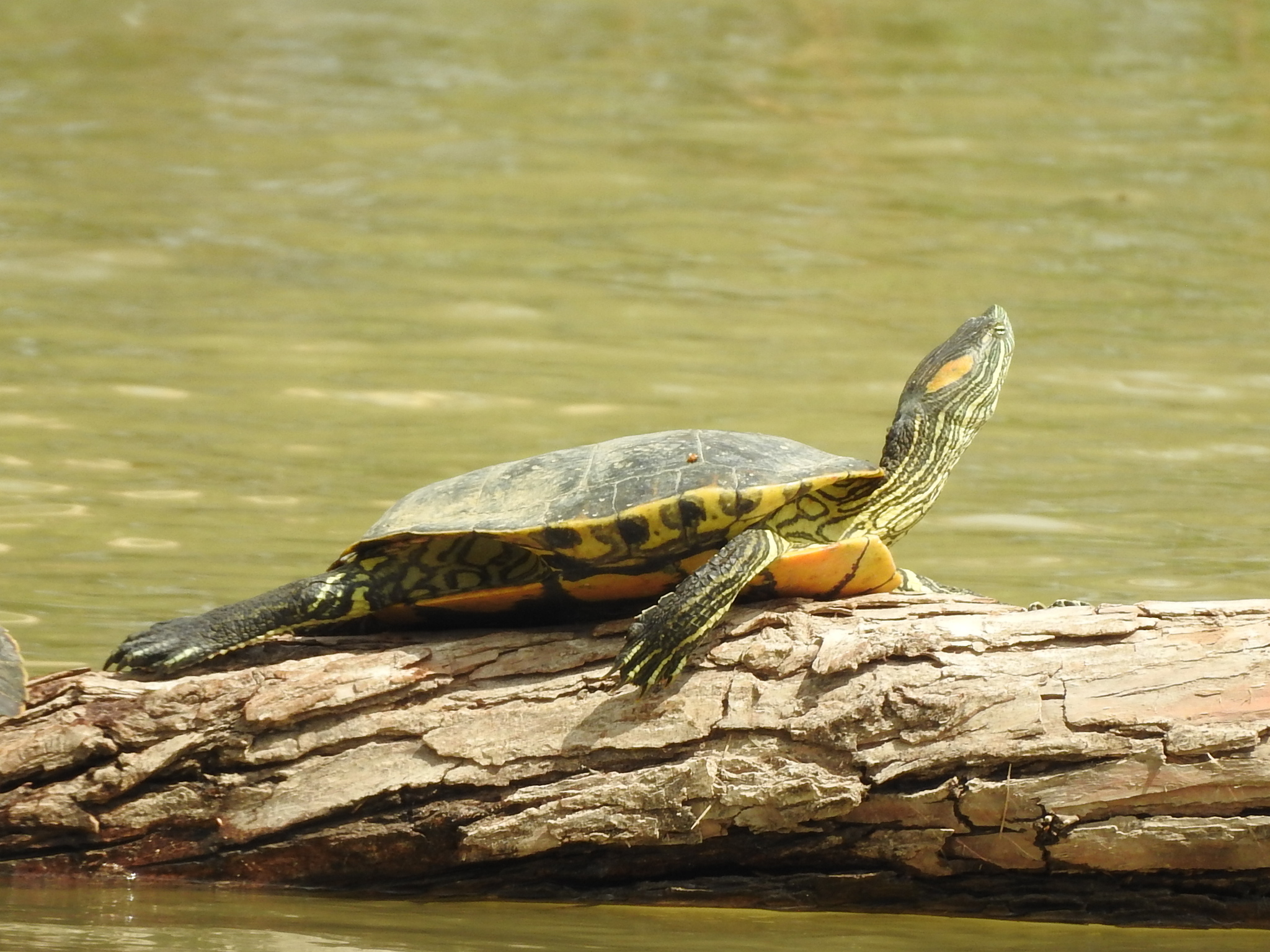 Trachemys gaigeae (Hartweg, 1939)