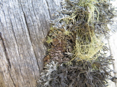 Hypogymnia bitteri