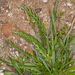 Sea Fern-Grass - Photo (c) Drepanostoma, some rights reserved (CC BY-NC), uploaded by Drepanostoma