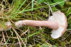 Calocybe persicolor