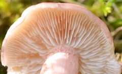 Calocybe persicolor