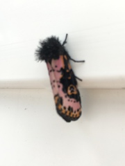 Xanthopastis regnatrix
