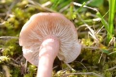 Calocybe persicolor