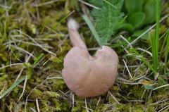 Calocybe persicolor