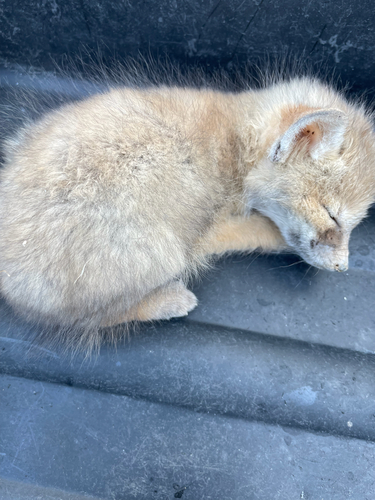 Kit Fox photographed in Nevada