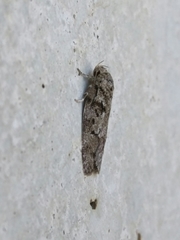 Oecophorinae