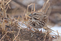 Melospiza melodia image