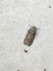 Oecophorinae