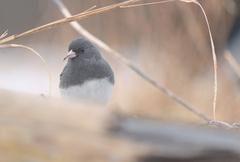 Junco hyemalis image