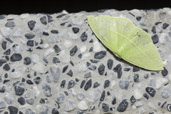 Tanaoctenia haliaria