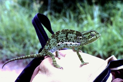 Flap-necked Chameleon