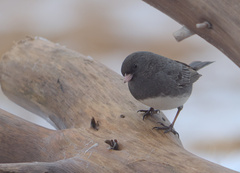 Junco hyemalis image