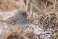 Junco hyemalis image