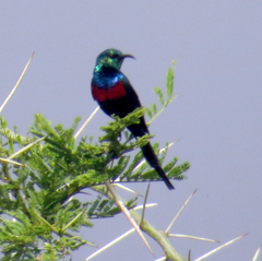 Cinnyris erythrocercus