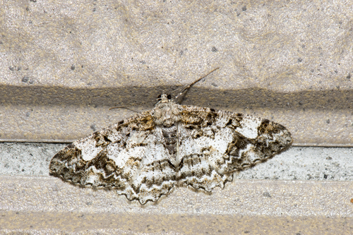 Alcis admissaria (Guenée)