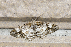 Alcis admissaria