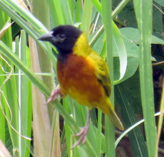 Ploceus melanocephalus