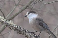 Perisoreus canadensis image