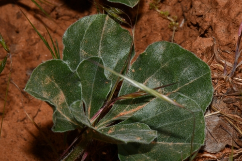 Image of Skunktop (Pediomelum mephiticum) by (c) Darrin Gobble, some rights reserved (CC BY)