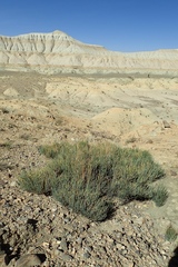 Ephedra gerardiana