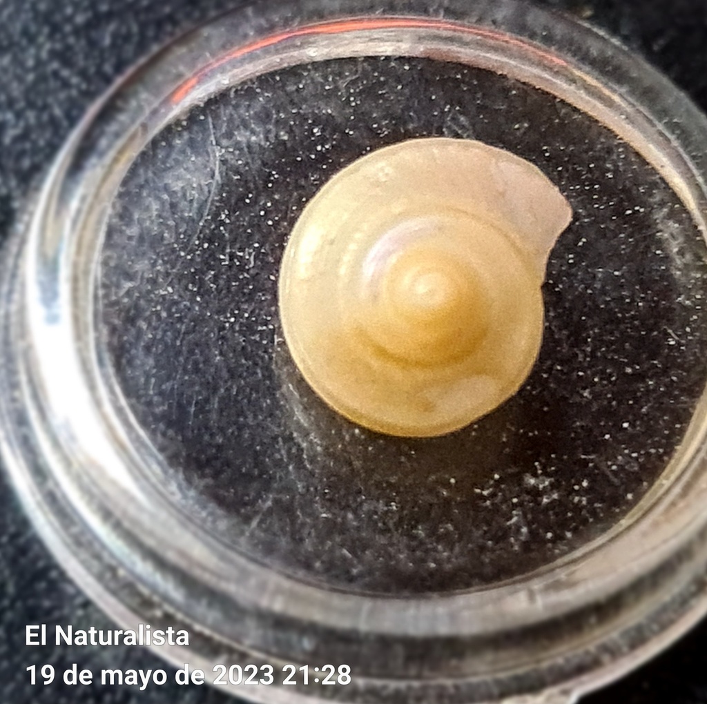 Calliostoma coppingeri