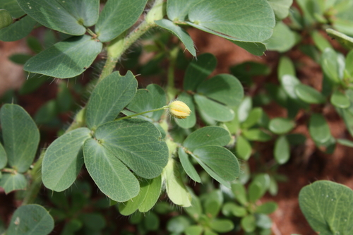 Chamaecrista arachiphylla
