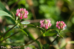 Trifolium aintabense