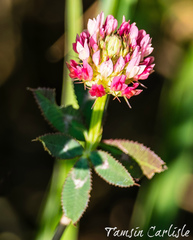 Trifolium aintabense