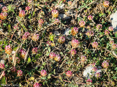 Trifolium aintabense
