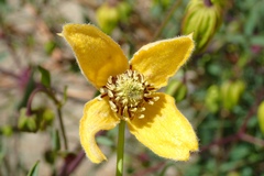 Clematis tangutica