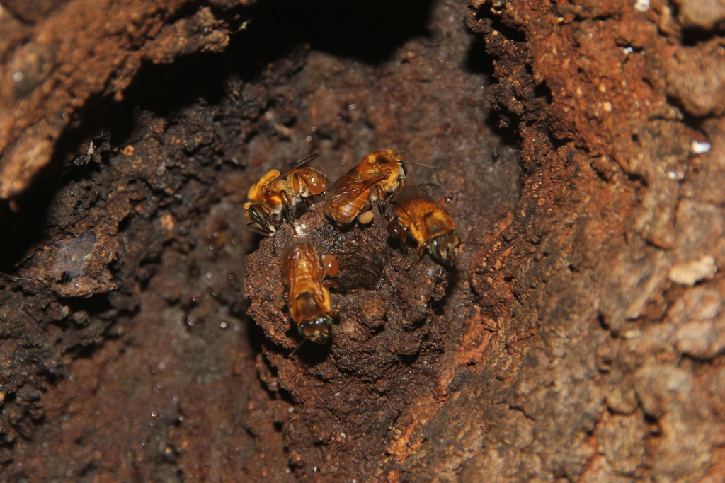 Red-tailed Melipona