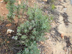 Lobostemon laevigatus