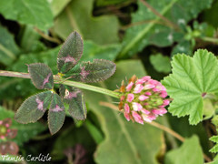 Trifolium aintabense