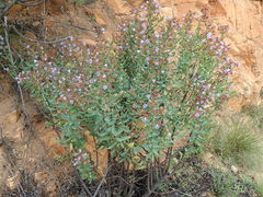 Lobostemon laevigatus