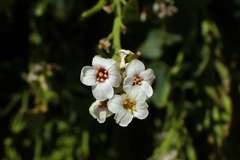 Christolea crassifolia