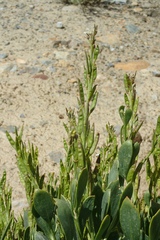 Christolea crassifolia