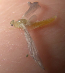 Ephemerella dorothea